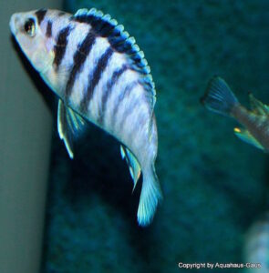 Labidochromis chisumulae